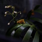 Evidencias. Las extinciones de anfibios documentadas siguen aumentando, según el estudio: en 1980 eran 23, diez más en 2004 y otras 4 en 2022.