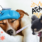 El indicador más obvio es la temperatura corporal. La temperatura normal de un perro es entre 37,5°C y 39°C, variando más según el tamaño y la raza. Si es superior a 39,5°C, es probable que tenga fiebre.