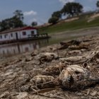 Fotografía de peces muertos por la fuerte sequía que azota la cuenca del Amazonas, en Manaquiri, Amazonas, Brasil.
