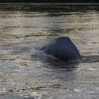 Vista de un delfín rosado en el río Guayabero, en San José del Guaviare (Colombia), en una fotografía de archivo.