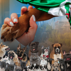 De acuerdo al INEGI, se estima una población de un millón 200 mil perros en las calles de la capital mexicana, con una tasa de crecimiento de 20 por ciento anual.