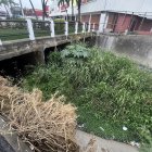 Situación. Gran parte de la zanja está con mucha maleza y desperdicios.