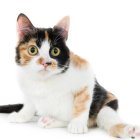 El 99% de los gatos de tres colores son hembras.