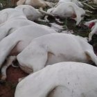 Los bovinos murieron tras el impacto del rayo.