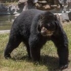 El oso andino se ubica dentro de la Lista Roja de Mamíferos del Ecuador y se lo cataloga "En Peligro".