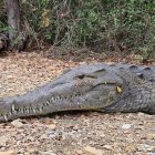 Un cocodrilo fue captado junto a la urbanización Belo Horizonte, en Guayaquil, la mañana de este martes 31 de octubre.