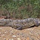 Reptil. Así permaneció la especia ayer en la Reserva de Producción Manglares del Salado, en vía a la costa.