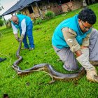 Fotografía cedida por Cormacarena de una serpiente Anaconda de 4 metros de longitud que es inmovilizada por personal de Cormacarena, hoy en Villavicencio (Colombia).