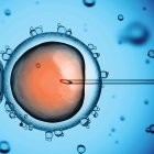 Los óvulos van disminuyendo en calidad y cantidad con el pasar de los años
