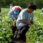 Hecho. El último censo agrícola se dio en el año 2000.