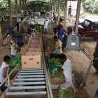 Productores de banano piden incremento para compensar el alto costo de insumos. El Gobierno deberá establecer el costo, por falta de acuerdos. CAJAS DE BANANO