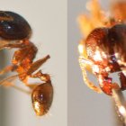 Pheidole Megacephala, especie de hormiga invasora.