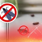 Así puede evitar la presencia de estos bichos que molestan el hogar