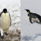 "Esta especie podría extinguirse durante este siglo por el cambio climático”, apuntó el autor principal del estudio e investigador del Departamento Científico del INACH, el doctor Lucas Krüger