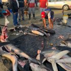 Dato. Ecuador tiene 38 tipos de tiburón de las 400 que hay en el mundo.