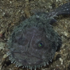Animales marítimos - Pez ganso (Lophiidae)