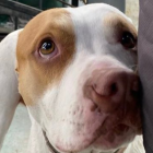 La Unidad de Bienestar Animal Quito confirmó el hecho