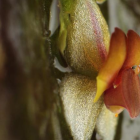 Este 16 de noviembre se realizó la presentación de la nueva especie de orquídea, Lepanthes inesmanzanoae.