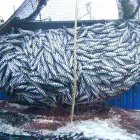 LA PESCA ILEGAL DE PECES ES ALGO PREOCUPANTE PARA LA ONU