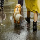 La salud de los perros correrían peligro en la época invernal