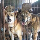En Corea del Sur existen 150 granjas de crías de perros.