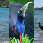 Casuario - especie nativa de Australia