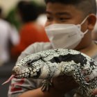 En los últimos días, los agentes forestales han capturado más de 150 iguanas, animales herbívoros que se alimentan de plantas, granos y hierbas, que vivían en los campos del país.