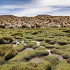 En un recorrido por la zona, se observan llamas pastando cerca de bofedales en Quetena (Bolivia)