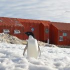 Un pingüino camina frente a la estación científica ecuatoriana en la Antártida, Pedro Vicente Maldonado.