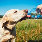 A ellos también hay que prodigarles los cuidados necesraios durante los cambios de temperatura