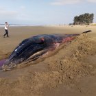 Se sabe que se trata de una ballena de aleta larga.