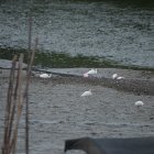 Pajarear. Las aves sobrevuelan el sitio y caminan en la playa cuando la marea baja o se posan en los árboles.