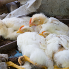 Imagen referencial. Gripe aviar.