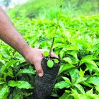 Agricultura. Una hacienda de café en una montaña de Colombia.