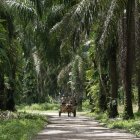 Trabajadores de la empresa Palmas del Cesar son vistos, el 26 de septiembre del 2023, en la planta de beneficio de palma de aceite