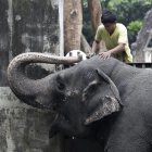 Fotografía de archivo de la elefanta Mali en el Zoológico de Filipinas, en 2012.