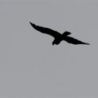 La Red tiene como objetivo que las comunidades que conviven con el ave comprendan que deben "coexistir para proteger al animal de las amenazas" que lo acechan.