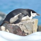 El equipo de Libourel, además de científicos del Instituto de Investigación Polar de Corea, estudiaron el comportamiento del sueño de una colonia de pingüinos barbijo