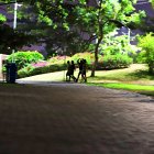 Un malecón en el parque Samanes aspira construir el Municipio de Guayaquil.