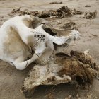 La calavera de un elefante muerto en Zimbabue. Las investigaciones preliminares han demostrado que sucumbieron a la deshidratación.