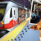 Información. El Municipio de Quito detalló que es permitido el acceso de mascotas al Metro, siempre y cuando pesen menos de 10 kilogramos.