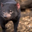 Especie. La genética de estos animales atacan las células cancerígenas.