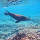 Naturaleza. Los paisajes que hay en el océano como en Galápagos.