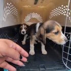 Máscotas. Los animales rescatados fueron llevados al centros municipales.