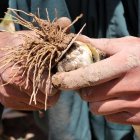 Un agricultor afgano con una planta de opio (Afganistán).