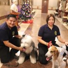 Protección. En la campaña se brindarán consejos para cuidar a las mascota de la pirotecnia.