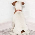 SI su mascota se presiona la cabeza contra la pared es una posible señal de que esté padeciendo "Head Pressing