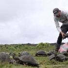Liberación de tortugas en área natural de Galápagos.