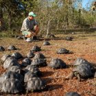 Liberación de tortugas en área natural de Galápagos.