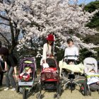 Un grupo de madres japonesas y sus niños disfrutan del espectáculo de los cerezos en flor en el parque Shinjuku, de Tokio